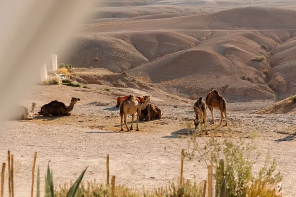 Things to see in Agafay Desert - Photo 2 of 6